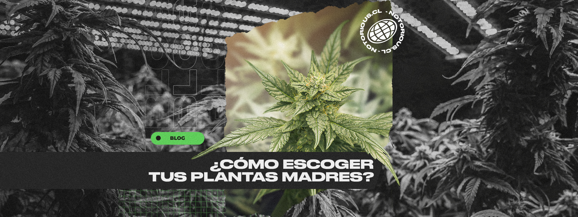 ¿Cómo Escoger Tus Plantas Madres? - Notorious